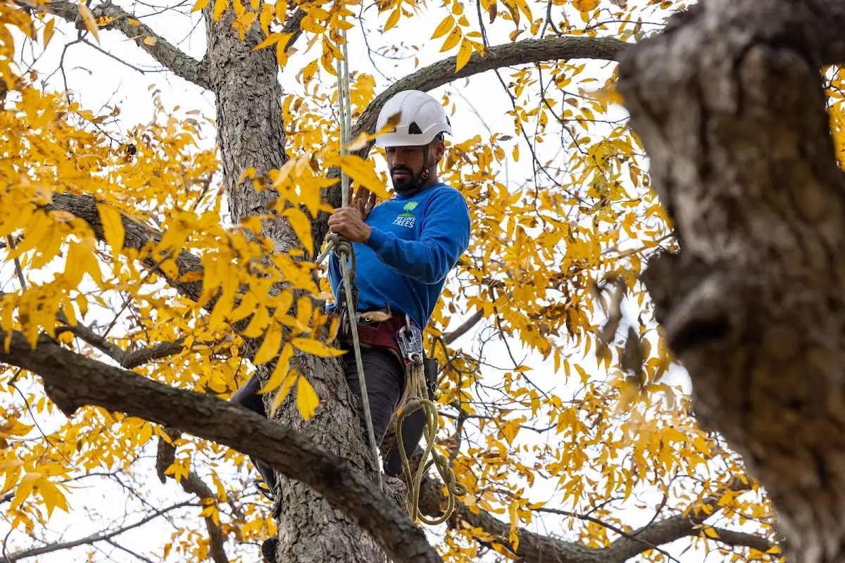 Skilled Tree Planing crew working in Asher